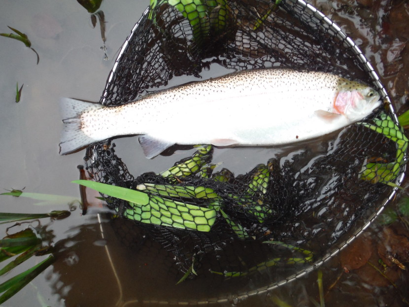 Overwintered rainbow